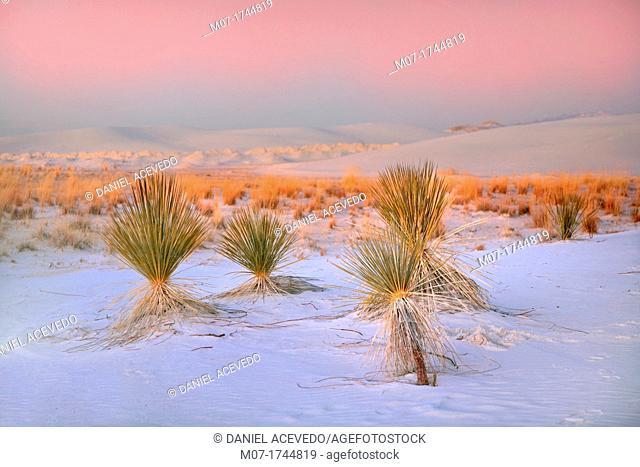 White Sands National Monument, Alamogordo, New Mexico, USA