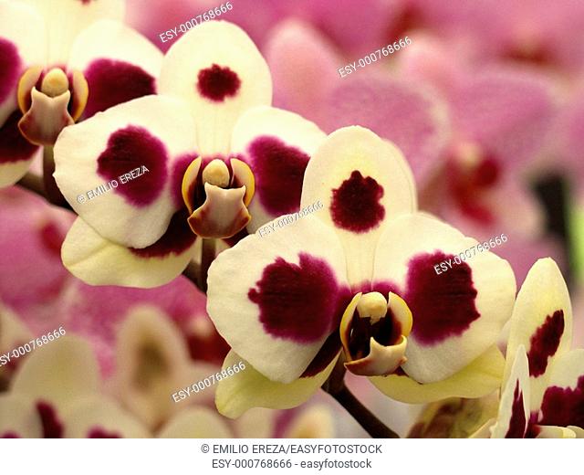 Orchid Phalaenopsis hybr 'Wilder beast'