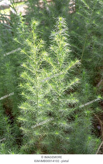 Artemisia Capillaris Thunb, Herbal Medicine