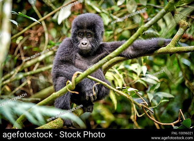 Mountain gorilla, Gorilla gorilla beringei, Bwindi Impenetrable National Park, Uganda, Africa