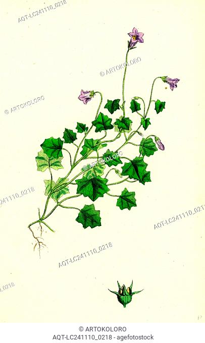 Campanula hederacea; Ivy-leaved Bell-flower