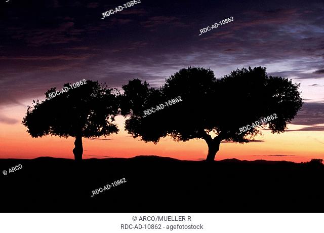 Evergreen Oaks, Extremadura, Spain, Quercus ilex