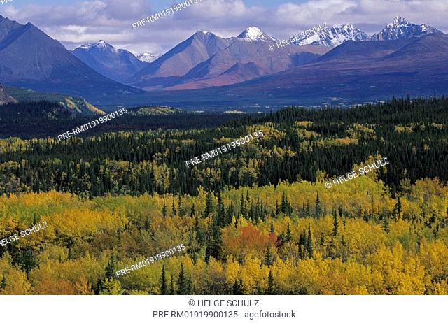 Quaking Aspen in fall and Alaska Range