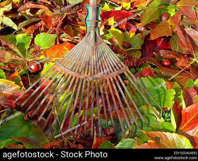 autumn leaves, gardening, rake