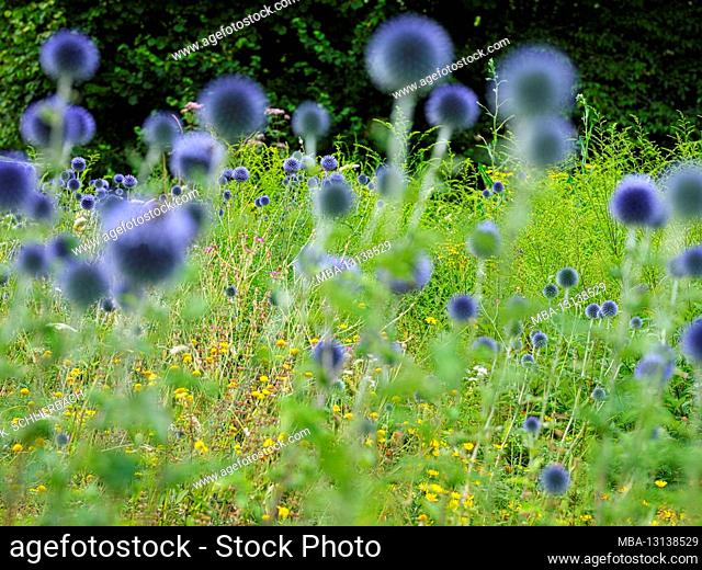 Europe, Germany, Hesse, Marburg, Botanical Garden of the Philipps University on the Lahn Mountains, flower meadow with blue spherical thistle (Echinops)
