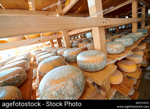Cheese factory production shelves with aging old cheese local organic empty