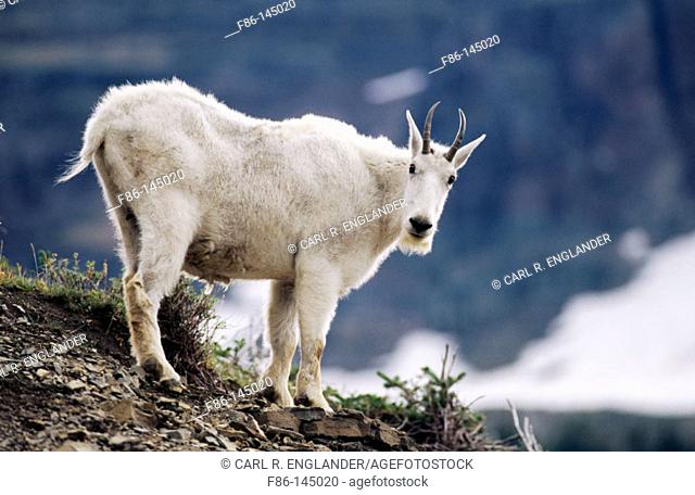 Mountain Goat (Oreamnos americanus). Glacier NP. Montana. USA