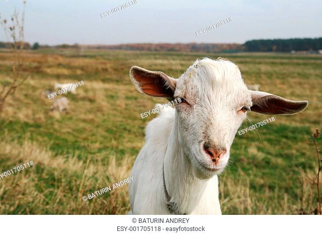 portrait of white female goat