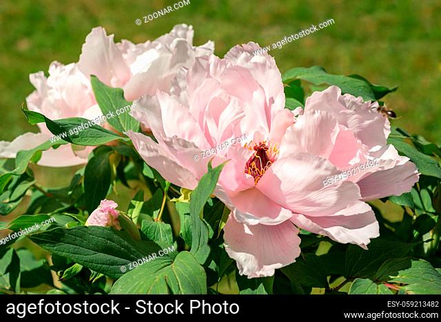 Paeonia suffruticosa Flower pink close-up
