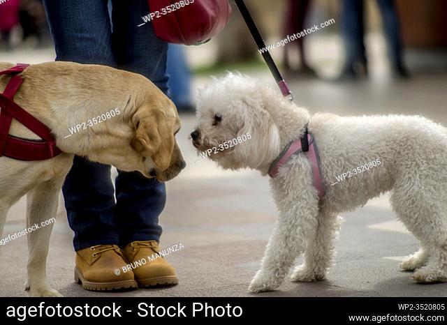 Poodle and labrador looking themselves while hold by owner at leash