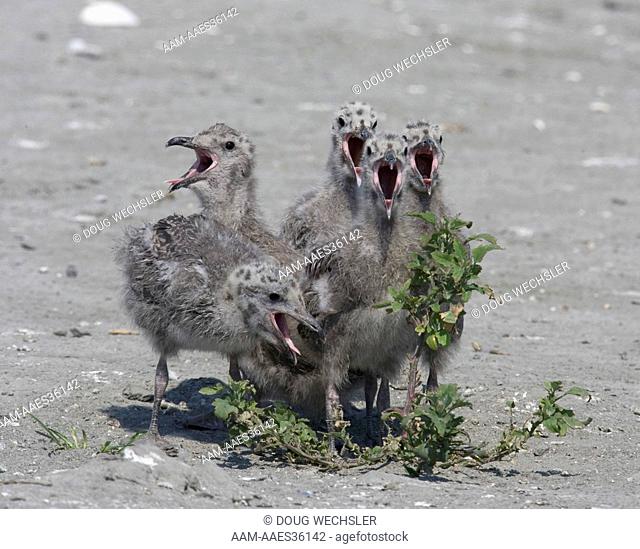 Herring Gulls (Larus argentatus) calling, Stone Harbor, NJ