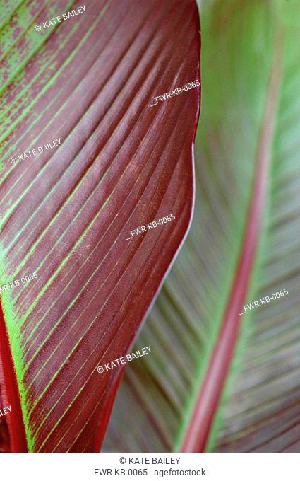 Ensete ventricosum ‘Maurelii’ , Banana - red