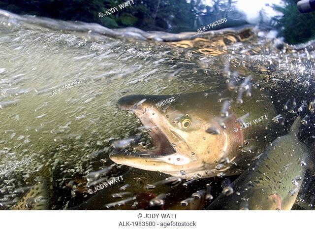 Alaska, Sitka, Pink Salmon (Oncorhynchus Gorbuscha) Swimming Up The Indian River To Spawn