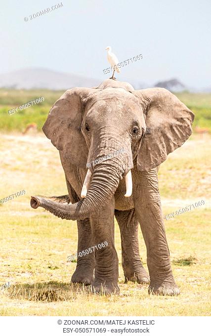 Solitary elephant at Amboseli National Park, formerly Maasai Amboseli Game Reserve, is in Kajiado District, Rift Valley Province in Kenya