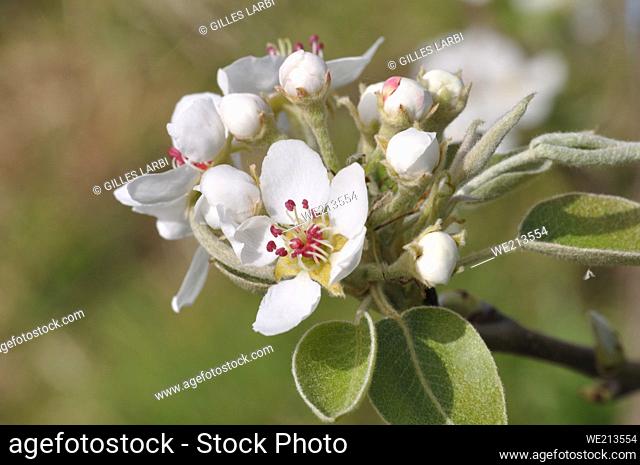 pear blossoms in an orchard