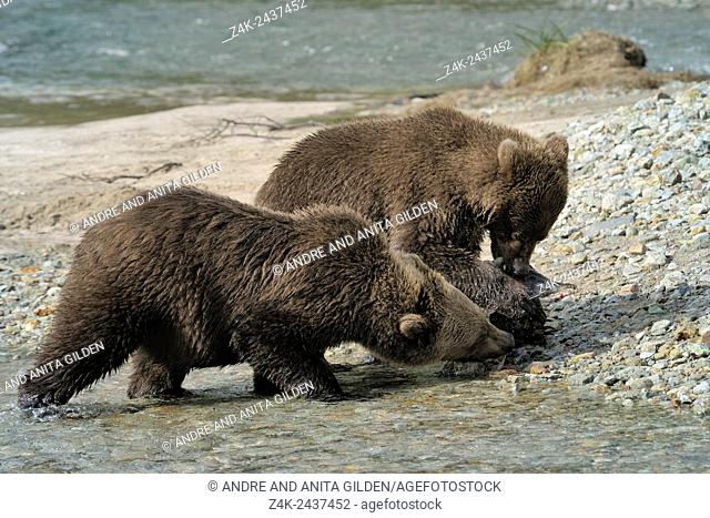 Grizzly Bear ( Ursus arctos horribilis) eating a caught Salmon on a pebbled beach, Katmai national park, Alaska USA
