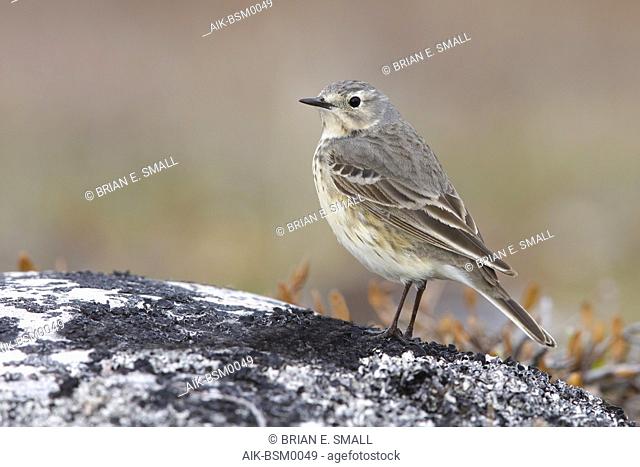 Adult American Buff-bellied Pipit (Anthus rubescens rubescens) perched on a rock in the arctic tundra of  Churchill, Manitoba, Canada