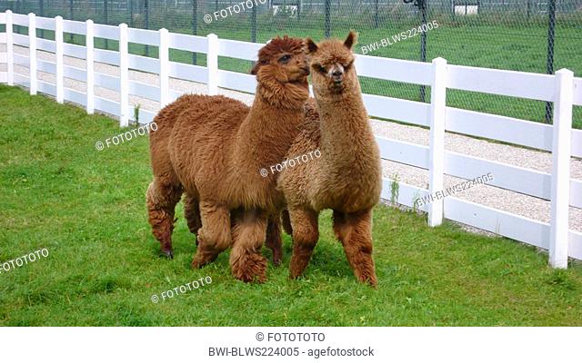 alpaca Lama pacos, pair standing on a paddock, caressing