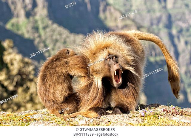 Gelada baboons (Theropithecus gelada) grooming each other, Simien Mountains National Park, Amhara Region, Ethiopia
