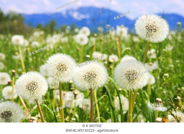 common dandelion Taraxacum officinale, Dandelion meadow, seeds, Germany, Bavaria, Oberbayern, Upper Bavaria