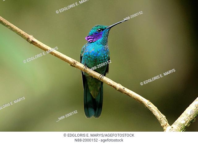 Green Violetear hummingbird San Eusebio Cloud Forest Venezuela