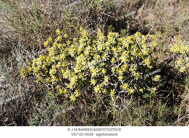 Bufalaga (Thymelaea tinctoria or Passerina tinctoria) is a perennial shrub native to eastern Spain (Catalonia and Comunidad Valenciana)