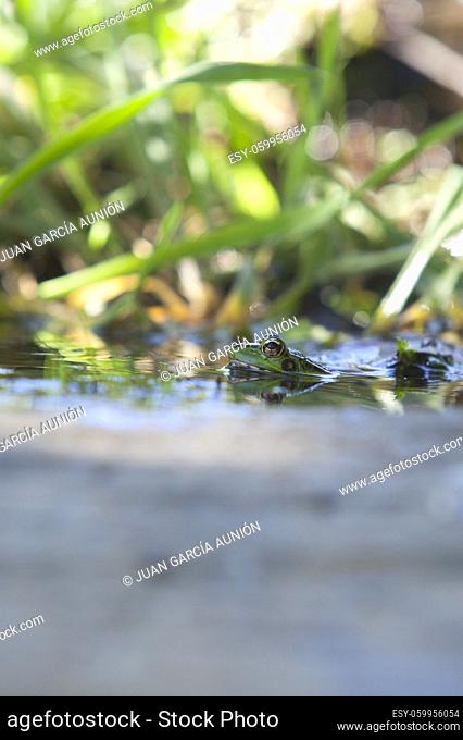 Iberian green frog, half-sunked at litle mountain stream. Acena de la Borrega, Caceres, Extremadura, Spain