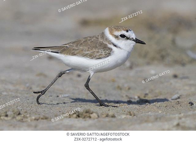 Kentish Plover (Charadrius alexandrinus), adult male in winter plumage running on a beach in Oman