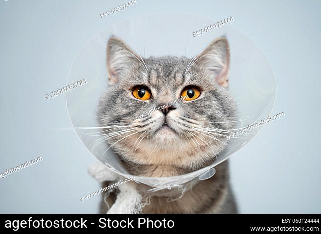 Scottish straight gray cat in veterinary plastic cone on head at recovery after surgery posing in animal clinic. Animal healthcare