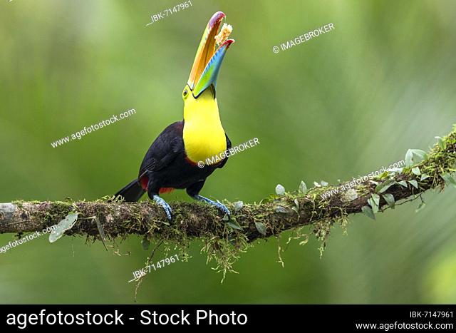 Fishing toucan also called Keel billed Toucan (Ramphastos sulfuratus) on overgrown branch with piece of banana, Boca Topada, Costa Rica, Central America