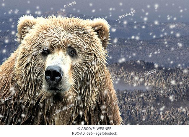 Kodiak Bear in falling snow Ursus arctos middendorffii