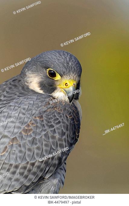 Peregrine falcon (Falco peregrinus), adult, portrait, England, United Kingdom