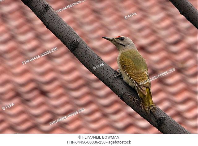 Grey-headed Woodpecker Picus canus jessoensis adult male, perched on branch near tiled roof, Beidaihe, Hebei, China, may