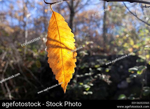 Yellow chesnut leaf. Magic Autumn at Ambroz Valley, Extremadura, Spain