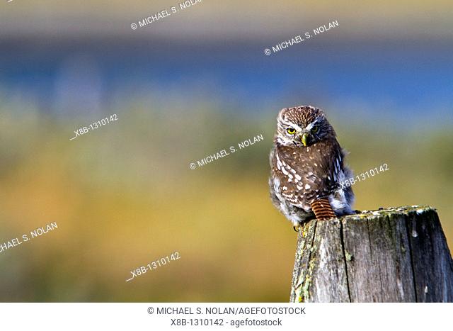 Adult austral pygmy-owl Glaucidium nanum at Estancia Harberton outside Ushuaia on Tierra del Fuego, Argentina  MORE INFO The austral pygmy-owl is found in...