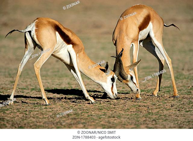 Two male springbok antelopes Antidorcas marsupialis fighting for territory, Kgalagadi Transfrontier Park, South Africa