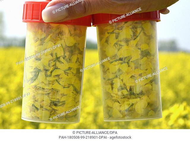 08 May 2018, Leipzig, Germany: Sample cups with raps pollen in front of a 50-meter-long beehive stands on a rape field near Leipzig
