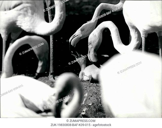 Aug. 08, 1983 - New flamingos in Basle Zoo: After two years' break five young flamingos have been born within one month in Basle Zoo