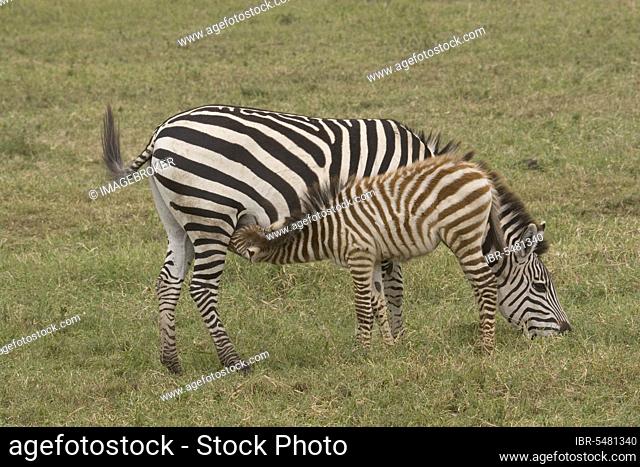 steppe zebra, plains zebras (Equus quagga), Burchell's zebra, Burchell's zebras (Equus quagga burchelli), ungulates, equids, mammals, animals