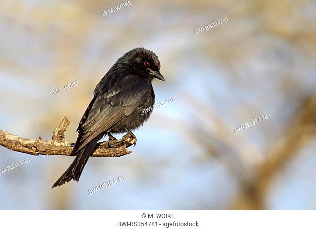 Fork-tailed Drongo, Common Drongo (Dicrurus adsimilis), sits on a branch, South Africa, Mkuzi Game Reserve