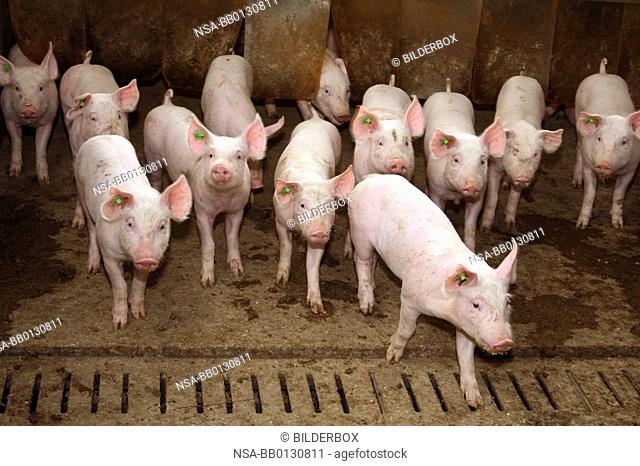 A group of piglets in their stall looking curious
