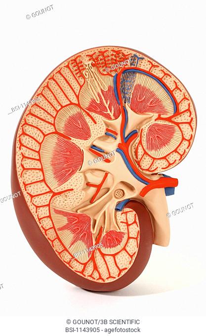 Model of the internal anatomy of the right kidney of an adult human body anterior view of a frontal section. The kidney filters the blood that it receives in...