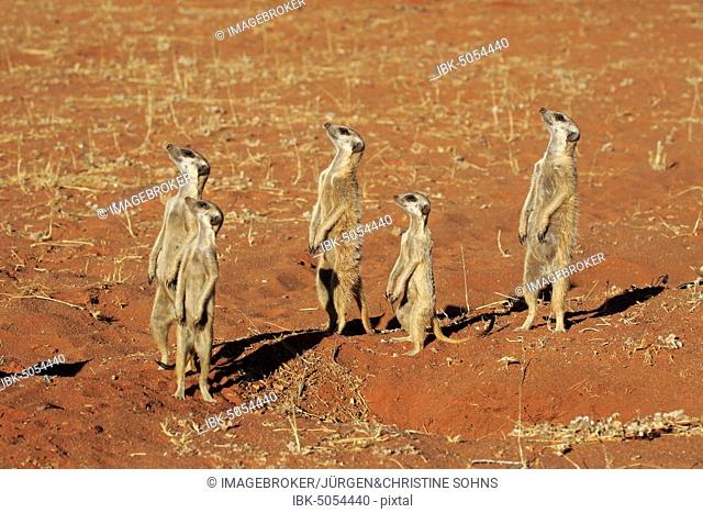 Meerkats (Suricata suricatta), adult group standing tall, alert, looking up, Tswalu Game Reserve, Kalahari, North Cape, South Africa, Africa