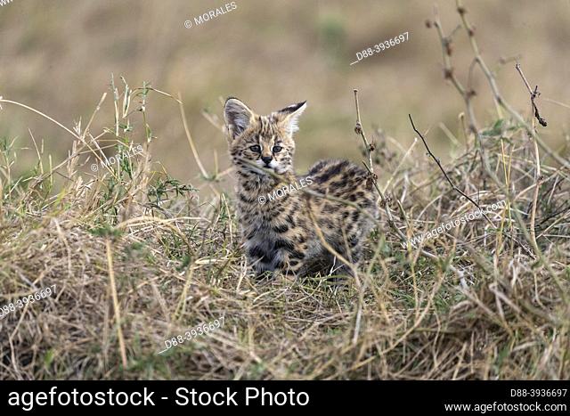 East Africa, Kenya, Masai Mara National Reserve, National Park, Two month old Little Serval (Leptailurus serval), near its mother in the savannah,