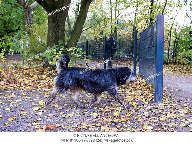 06 November 2018, Hamburg: A dog walks around a fence on a cycle path in the Eimsbüttel district of the city, on a dog meadow