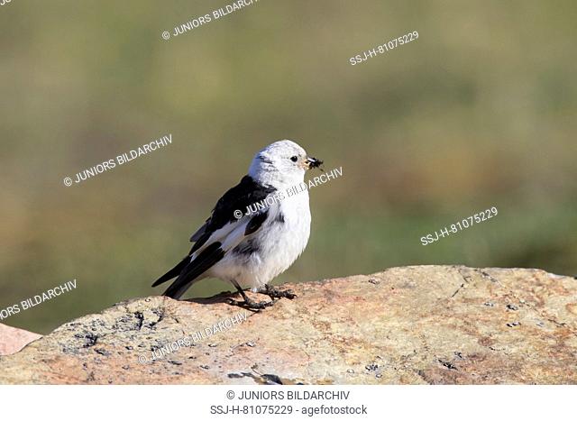 Snow Bunting (Plectrophenax nivalis). Adult male in breeding plumage, with insects for its chicks. Svalbard, Norway