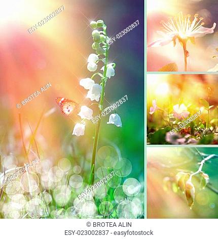 Spring flower collage