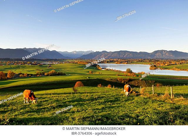 Riegsee Lake, view from Mt Aidlinger Hoehe, foothills of the Alps, Aidling, Riegsee, Pfaffenwinkel region, Upper Bavaria, Bavaria, Germany