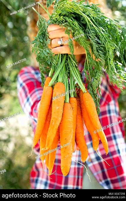 woman holding and show a lot of orange natural carrots - nature and organic bio food healthy nutrition concept with pure vegetables from farm work