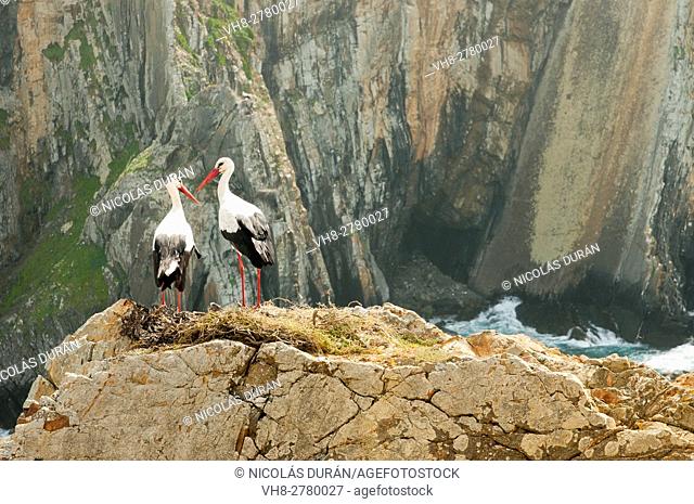 Pair of white storks (Ciconia ciconia) on nest. Parque Natural do SW Alentejano e Costa Vicentina. Southwest Alentejo and Vicentine Coast Natural Park is a...